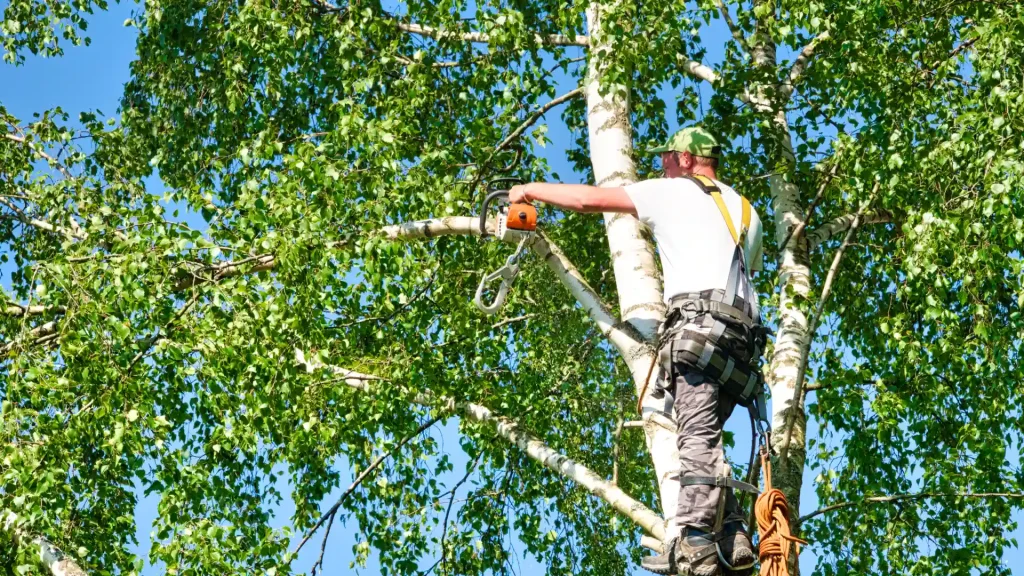 Axel tree services Lima OH-29-tree triming 5