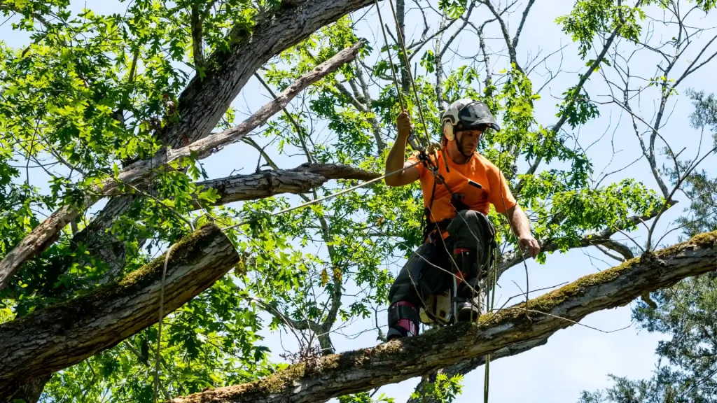 Axel tree services Yonkers NY-13-tree removal 3