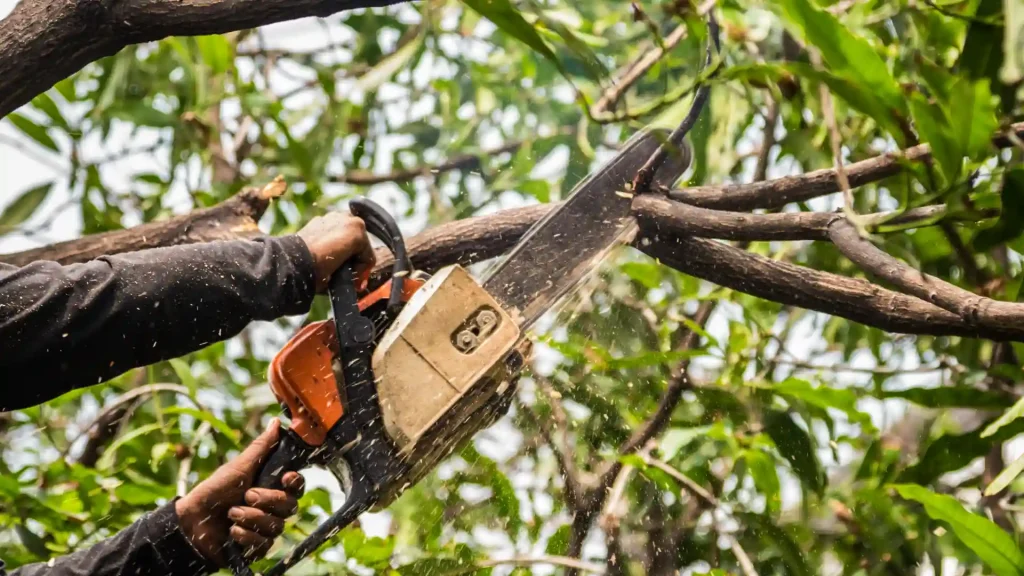 Axel tree services Yonkers NY-25-tree triming 1