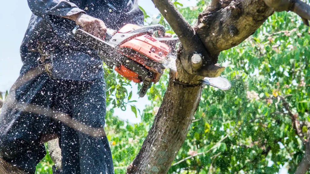 Axel tree services Yonkers NY-27-tree triming 3